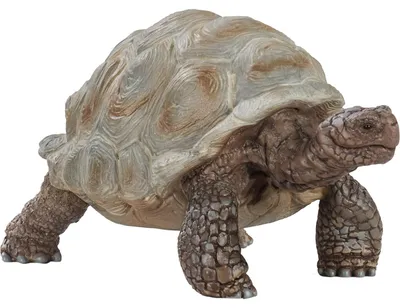 Produktbild von Schleich schleich® Wild Life 14824 Riesenschildkröte