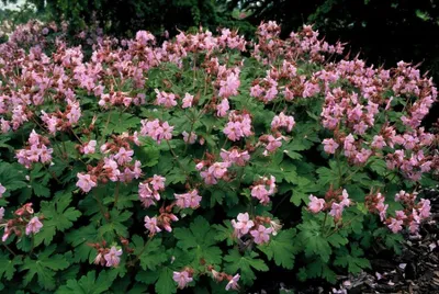 Obrázek produktu pro Geranium macrorrhizum 'Ingwersen's Var.' 48 rostlin, 10–25 cm, průměr 9 cm, odolná okrasná rostlina