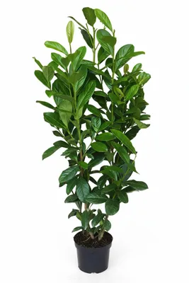 Produktbild von 10 Stück Kirschlorbeer Pflanzen, Höhe: 100-125 cm, Topfvolumen: 3 Liter, Sorte: Prunus laurocerasus Novita.
