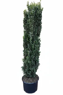 Produktbild von Säulenilex 160–170 cm – Ilex crenata Fastigiata - immergrüne Säulenpflanze winterhart – Buchsbaum Ersatz