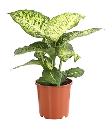 Produktbild von Dehner Dieffenbachie Mars, Dieffenbachia, marmorierte Blätter, 70-80 cm, Ø 19 cm, Zimmerpflanze