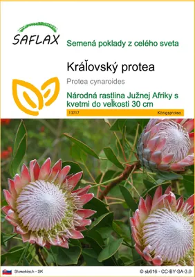 Produktbild von SAFLAX - kráľovský protea - Protea cynaroides - 5 Semená