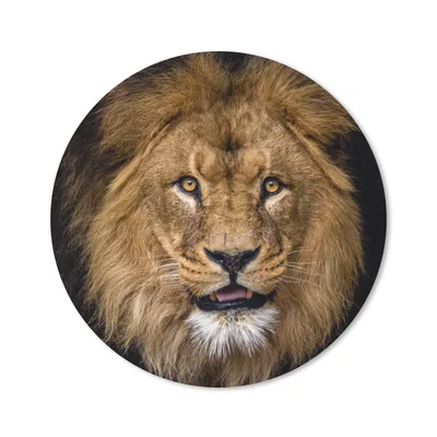 Produktbild von MuchoWow® Mauspad Mousepad Löwe - Porträt - Schwarz - Tiere 50x50 cm - Mousepads - Maus Mat - Pad - Mausunterlage - Vinyl
