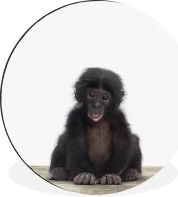 Produktbild von MuchoWow® Aluminium Wandkreis Kind - Affe - Schimpanse - Babytiere - Jungen - Mädchen Ø 30 cm Wanddeko Modern Wohnzimmer - Wand Bild - Wohnzimmer - Runde Bilder - Alubilder - Kunst für zu Hause - Aluminium - Wanddekoration