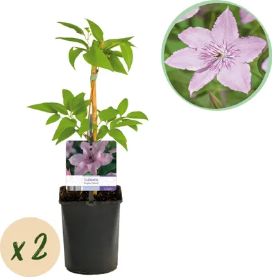 Image de Klimplant - Clematis Hagley Hybrid - Bloem Roze - Weinig onderhoud -2 planten - 30-40cm - Ø10cm - Plante de jardin