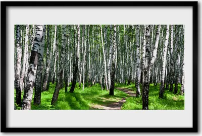 Produktbild von Bild 60x40 MDF-Rahmen Wandkunst Grass Bäume Natur