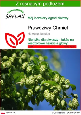 Zdjęcie produktu dla SAFLAX - Prawdziwy Chmiel - 50 Nasiona - Z podłożem uprawowym wolnym od zarazków - Humulus lupulus