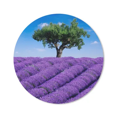 Produktbild von MuchoWow® Mauspad Mousepad Eine Nahaufnahme eines Lavendelfeldes 20x20 cm - Mousepads - Maus Mat - Pad - Mausunterlage - Schreibtischmatte