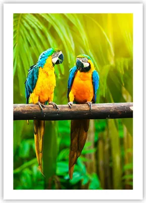 Produktbild von Poster - Poster ohne Rahmen - Papageien Collorful Natur Vögel - 50x70 cm - Wand Bild - Wanddeko - Wandbilder - Kunstposter - Wandposter - Bilder - Kunstdruck - Wandbild - P2XPA50x70-2696