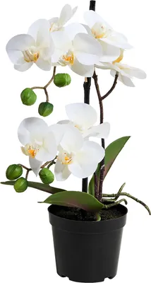 Produktbild von BUTLERS Orchidee im Topf FLORISTA