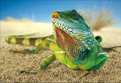 Produktbild von 3 D Ansichtskarte Leguan, Postkarte Wackelkarte Hologrammkarte Tiere Echse