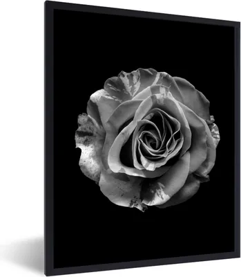 Produktbild von MuchoWow® Gerahmtes Poster Blumen - Rose - Schwarz - Weiß - Botanisch 60x80 cm - Poster mit Schwarzem Bilderrahmen Wandposter Rahmen Foto Bilder - Premium - Wanddeko Wohnzimmer