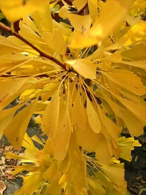 Produktbild von Ginkgo biloba Saratoga - Fächerblattbaum Saratoga - Maidenhair Tree 40-60cm