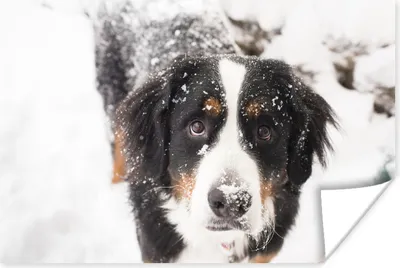 Produktbild von MuchoWow® Poster Berner Sennenhund in einer verschneiten Landschaft 120x80 cm - Bilder
