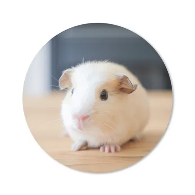 Produktbild von MuchoWow® Mauspad Mousepad Niedliches Baby-Meerschweinchen 30x30 cm - Mousepads - Maus Mat - Pad - Mausunterlage - Tischunterlage - Schreibtischmatten