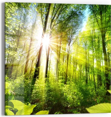 Produktbild von DEQORI Glasbild Echtglas 50x50 cm 'Licht durchdringt Bäume' Wandbild Bild modern Deko