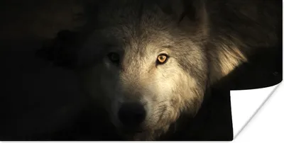 Produktbild von MuchoWow® Poster Porträt eines arktischen Wolfs 120x60 cm - Bild