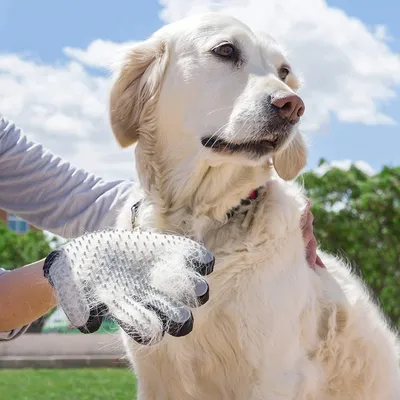 Immagine prodotto di Guanto per spazzolare gli animali domestici InnovaGoods
