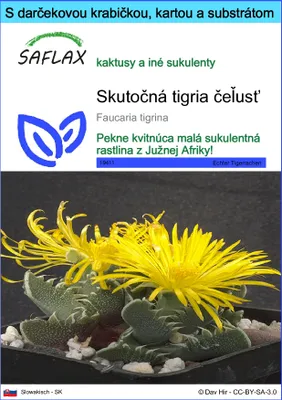 Obrázok produktu pre SAFLAX Darčeková sada - Skutočná tigria čeľusť - Faucaria tigrina - 40 Semená - S darčekovou krabičkou, prepravným štítkom, darčekovou kartou a pestovateľským médiom