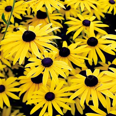 Image de Rudbeckia Speciosa Rudbeckia Okazała 1 pièce plant plant