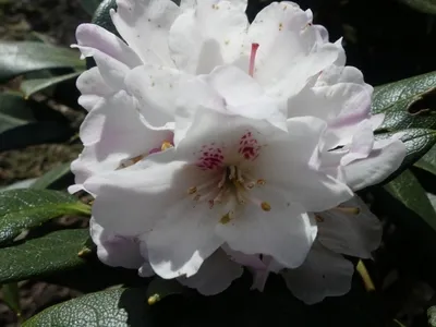 Produktbild von Wild Rhododendron / Alpenrose - Rhododendron taliense 30-40cm