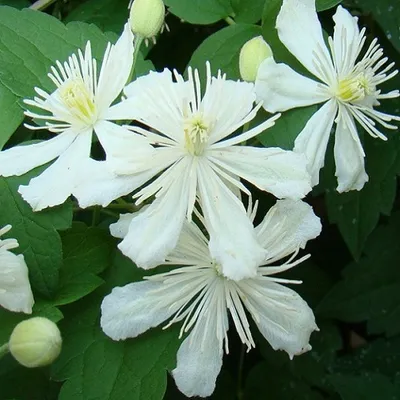 Immagine prodotto di 2 x Clematis Summer Snow | set di 2 clematidi bianche, a crescita rapida, perenni e resistenti | 2 vasi da 1,5 litri