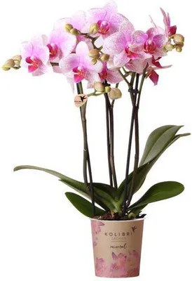Image de Orchidée Phalaenopsis « Mineral Rotterdam » rose, Ø 9 cm, 2-3 tiges, plante d'intérieur
