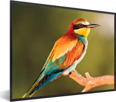 Produktbild von MuchoWow® Gerahmtes Poster Vögel - Bienenfresser - Regenbogen - Tiere 80x60 cm - Poster mit Schwarzem Bilderrahmen Wandposter Rahmen Foto Bilder - Schwarzem - Mit Gestell