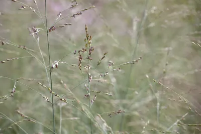 Produktbild von Panicum virgatum 'Prairie Sky', Rutenhirse, ca. 9x9 cm Topf