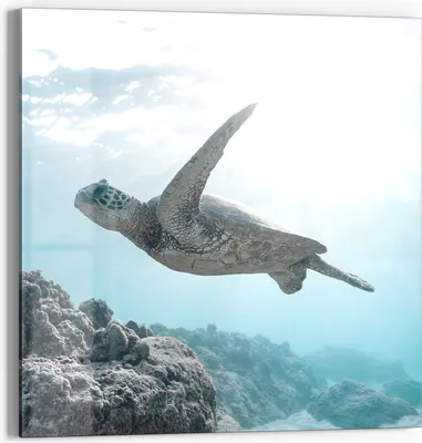 Produktbild von DEQORI Glasbild Echtglas 50x50 cm 'Sonnenstrahlen Segler' Wandbild Bild modern Deko