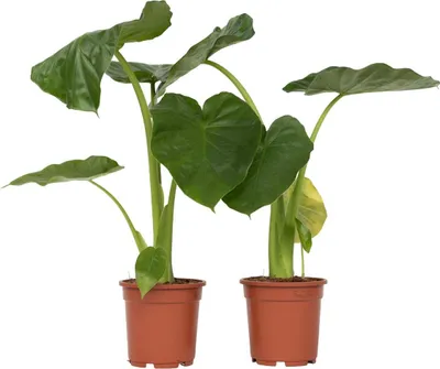 Produktbild von Alokasie - 2 Stk - Alocasia 'Macrorrhizos' - Höhe 60-70cm - ⌀17cm