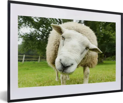 Produktbild von MuchoWow® Gerahmtes Poster Schaf - Lustig - Wiese - Kinder - Jungen - Mädchen - Kind 60x40 cm - Poster mit Schwarzem Bilderrahmen Wandposter Rahmen Foto Bilder - Schlafzimmer - Plakat in Rahmen - Drucken