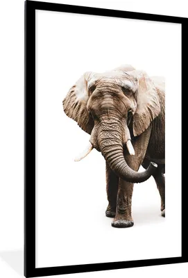 Produktbild von MuchoWow® MuchoWow® Gerahmtes Poster Elefant - Weiß - Tiere 60x90 cm - Poster mit zchwarzem Bilderrahmen - Dekoration - Wandposter Wohnzimmer - Hochwertig