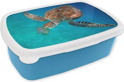 Obrázok produktu pre KitchenYeah® Lunchbox Box na desiatu 17x11 cm Zelená korytnačka s medúzou Detský box na desiatu - obed - plastový - plechovka na chlieb - sendvičový box - box na desiatu pre deti