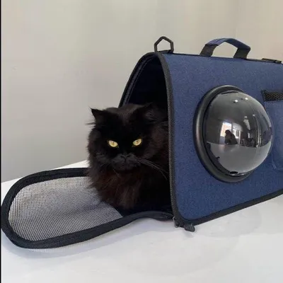 Productafbeelding van Famanu transporttas voor honden of katten - Opvouwbare reistas met verstelbare schouderriem (blauw)