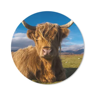 Produktbild von MuchoWow® Mauspad Mousepad Schottische Highlander - Tiere - Gras 20x20 cm - Mousepads - Maus Mat - Pad - Mausunterlage - Schreibtischmatte
