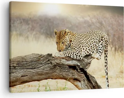 Produktbild von Bild auf Leinwand - Leinwandbild - Afrika Leopard Katze Safari - 70x50cm - Wand Bild - Wanddeko - Leinwanddruck - Bilder - Kunstdruck - Wanddekoration - Leinwand bilder - Wandkunst - AA70x50-2599