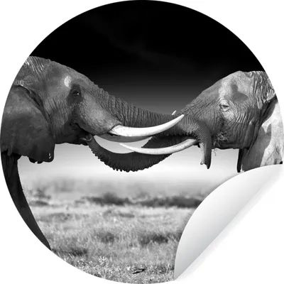 Produktbild von MuchoWow® Runde Wandtattoo - Wandsticker Tapete Aufkleber Elefant - Tiere - Schwarz und weiß - Porträt - Landschaft Ø 100 cm Selbstklebend und Repositionierbar - Wandaufkleber - Kreis - Tapetenkreis - Wandbild rund - Schlafzimmerdekoration - Wanddeko - runde Tapete - Kunst für zu Hause