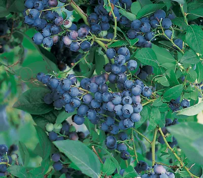 Produktbild von Dehner Heidelbeere Nordländische Bickbeere, kleine aromatische Früchte, ca. 55-65 cm, 2 l Topf, Beerenstrauch