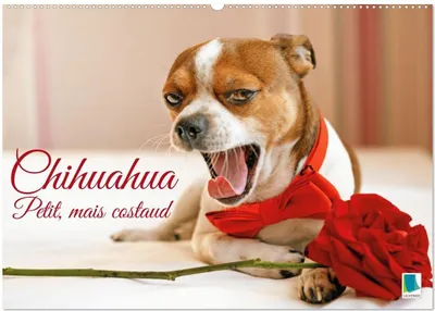 Produktbild von Chihuahua: Klein, aber robust (Wandkalender 2027, DIN A2, Hochformat), CALVENDO Monatskalender