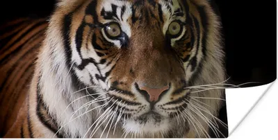 Produktbild von MuchoWow® Poster Tiger - Kopf - Schwarz 80x40 cm - Wanddeko