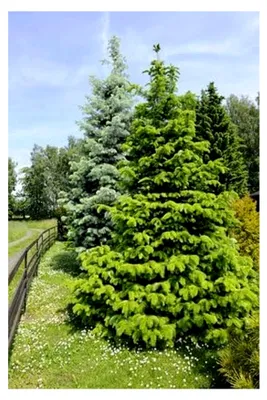 Produktbild von Nordmanntanne Abies nordmanniana 5 Samen