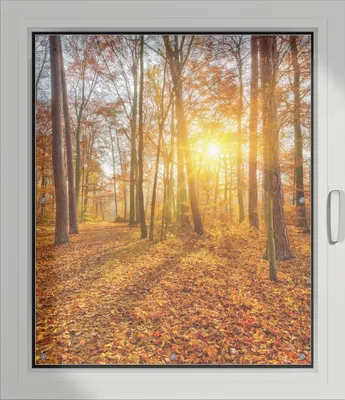 Produktbild von Wallario Lichtschutzbild, Dekorativer Sichtschutz Sonnenschutz 96 x 115 cm mit Motiv: Sonnenuntergang im herbstlichen Wald - Verdunklung ohne Bohren