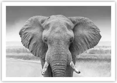 Produktbild von Poster - Poster ohne Rahmen - Elefant Afrika Tier - 100x70 cm - Wand Bild - Wanddeko - Wandbilder - Kunstposter - Wandposter - Bilder - Kunstdruck - Wanddekoration - Wandbild - P2XAA100x70-5072