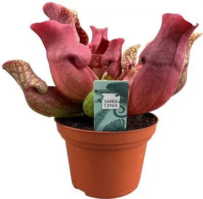 Immagine prodotto di Sarracenia Maroon Ø12 cm x 23 cm - Pianta carnivora a forma di tubo - Pianta da appartamento