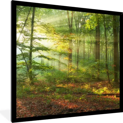 Produktbild von MuchoWow® Gerahmtes Poster Sonne - Wald - Bäume - Natur - Herbst 40x40 cm - Poster mit Schwarzem Bilderrahmen Wandposter Rahmen Foto Bilder - Mit Rahmen - Wanddekoration Schlafzimmer
