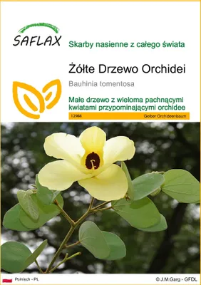 Zdjęcie produktu dla SAFLAX - Żółte Drzewo Orchidei - 30 Nasiona - Bauhinia tomentosa