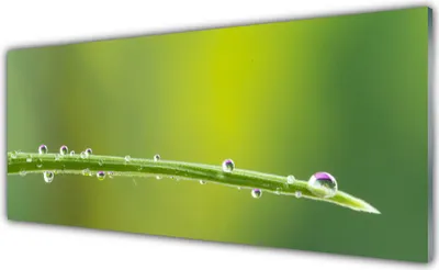 Produktbild von Acrylglasbilder 125x50 Wandbild Druck Gras Tautropfen Pflanzen