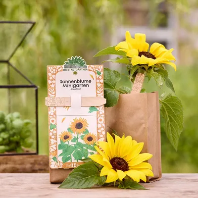 Image de Kit de culture « Mini-jardin » Tournesol- Kit complet de culture de tournesols - Décoration