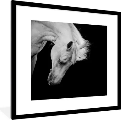 Produktbild von MuchoWow® MuchoWow® Gerahmtes Poster Pferd - Weiß - Schwarz 40x40 cm - Poster mit zchwarzem Bilderrahmen - Poster - Plakat im Rahmen